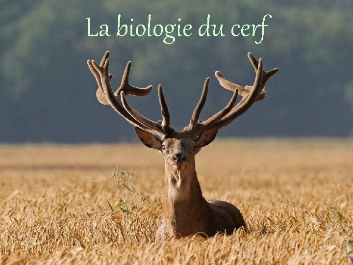 La biologie du cerf 