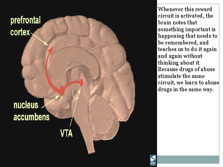 Whenever this reward circuit is activated, the brain notes that something important is happening