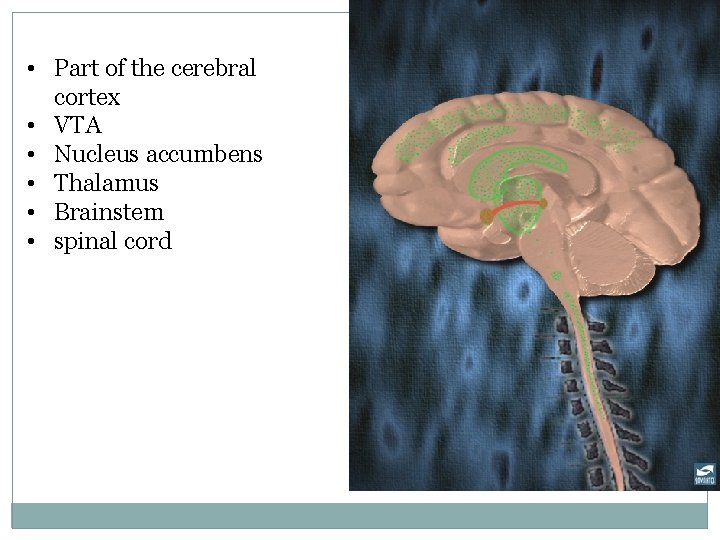  • Part of the cerebral cortex • VTA • Nucleus accumbens • Thalamus