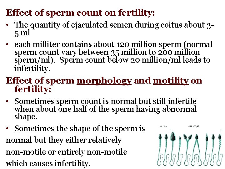 Effect of sperm count on fertility: • The quantity of ejaculated semen during coitus