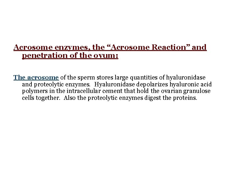 Acrosome enzymes, the “Acrosome Reaction” and penetration of the ovum: The acrosome of the