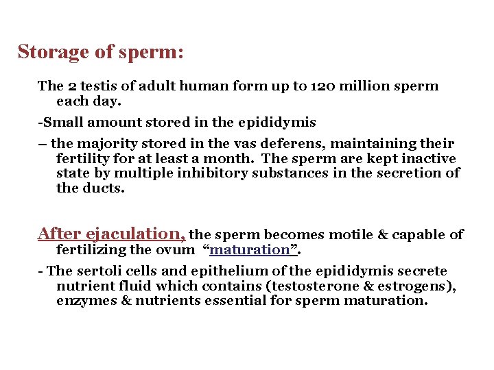 Storage of sperm: The 2 testis of adult human form up to 120 million