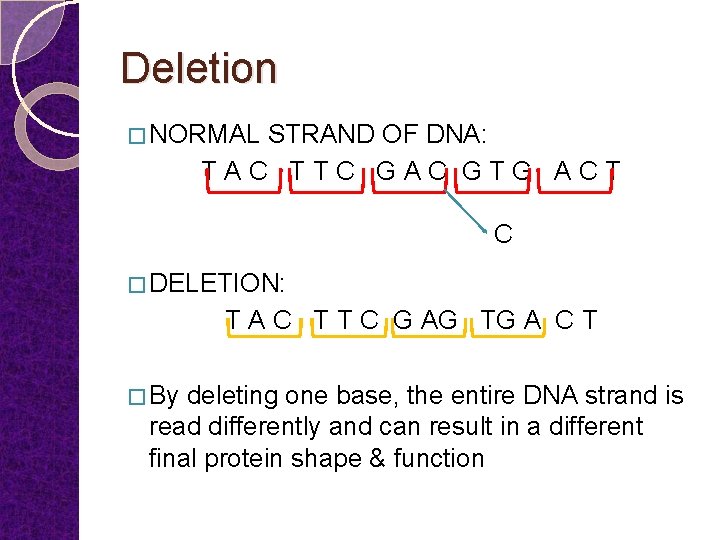 Deletion � NORMAL STRAND OF DNA: TAC TTC GAC GTG ACT C � DELETION: