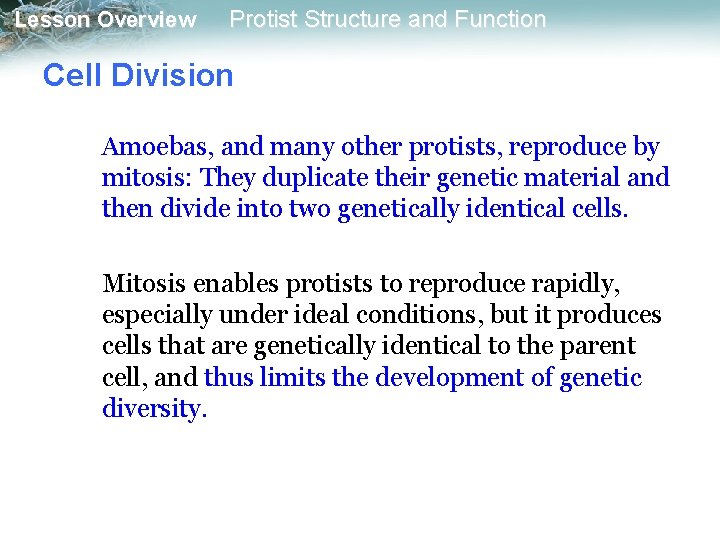 Lesson Overview Protist Structure and Function Cell Division Amoebas, and many other protists, reproduce