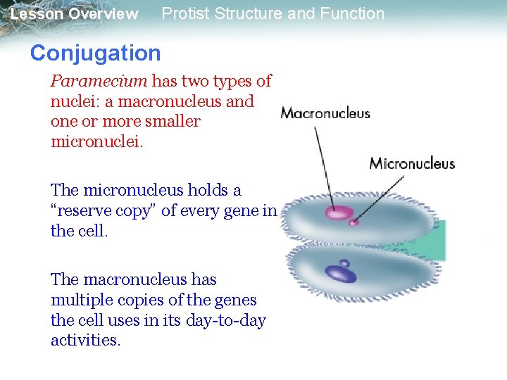 Lesson Overview Protist Structure and Function Conjugation Paramecium has two types of nuclei: a