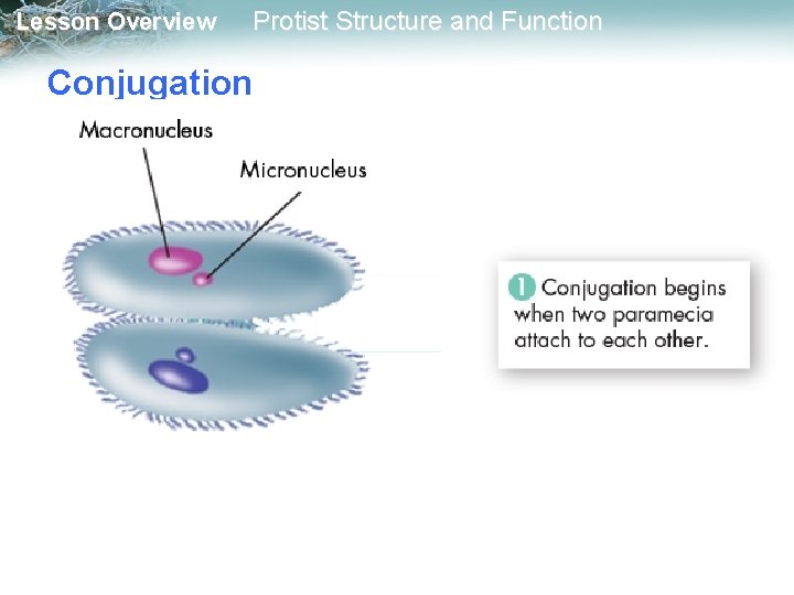 Lesson Overview Protist Structure and Function Conjugation 