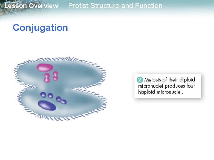 Lesson Overview Protist Structure and Function Conjugation 