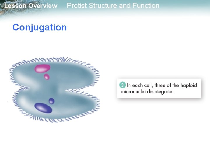 Lesson Overview Protist Structure and Function Conjugation 