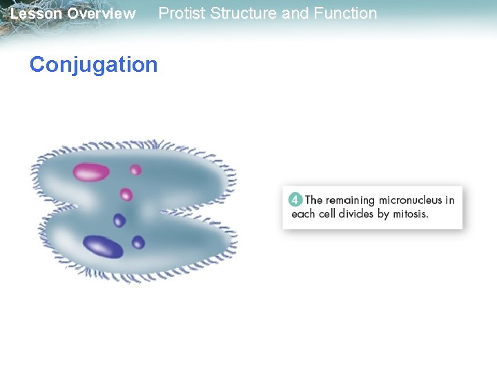 Lesson Overview Protist Structure and Function Conjugation 