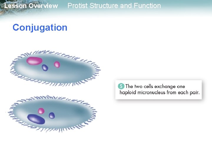 Lesson Overview Protist Structure and Function Conjugation 