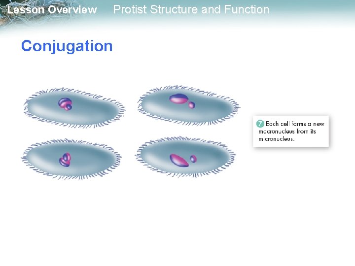 Lesson Overview Protist Structure and Function Conjugation 