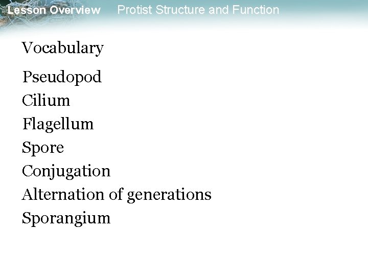 Lesson Overview Protist Structure and Function Vocabulary Pseudopod Cilium Flagellum Spore Conjugation Alternation of