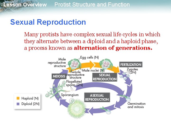 Lesson Overview Protist Structure and Function Sexual Reproduction Many protists have complex sexual life