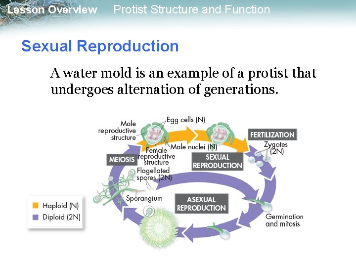 Lesson Overview Protist Structure and Function Sexual Reproduction A water mold is an example