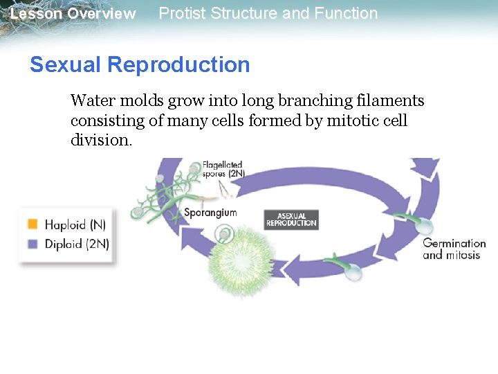 Lesson Overview Protist Structure and Function Sexual Reproduction Water molds grow into long branching