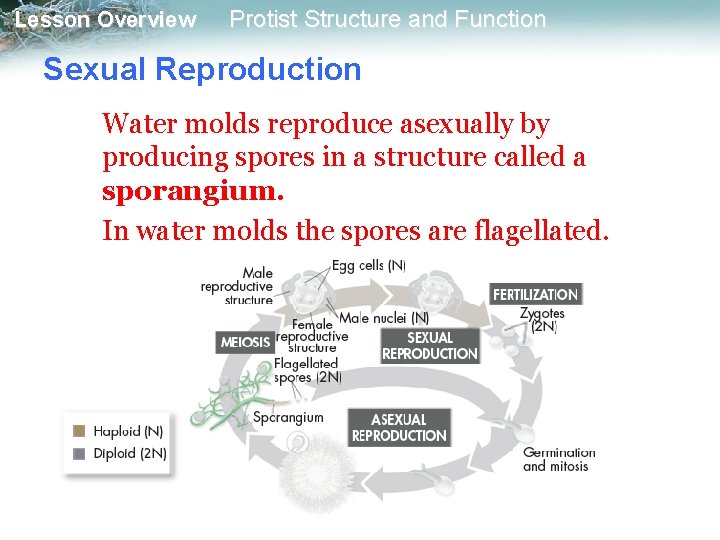 Lesson Overview Protist Structure and Function Sexual Reproduction Water molds reproduce asexually by producing