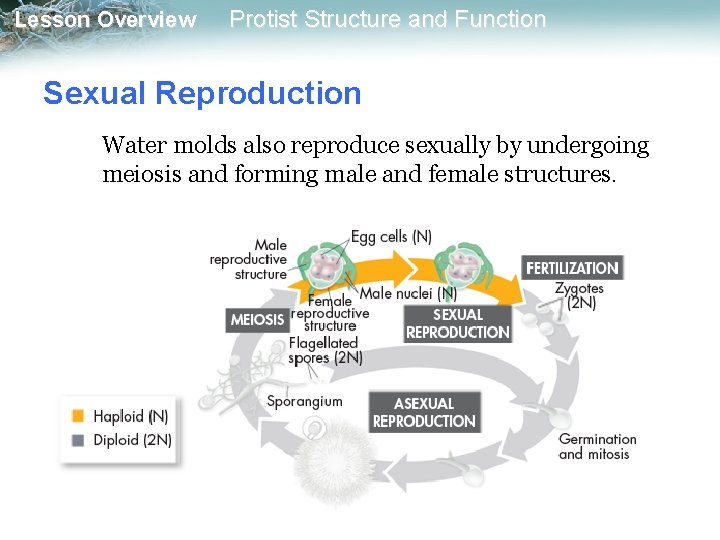 Lesson Overview Protist Structure and Function Sexual Reproduction Water molds also reproduce sexually by