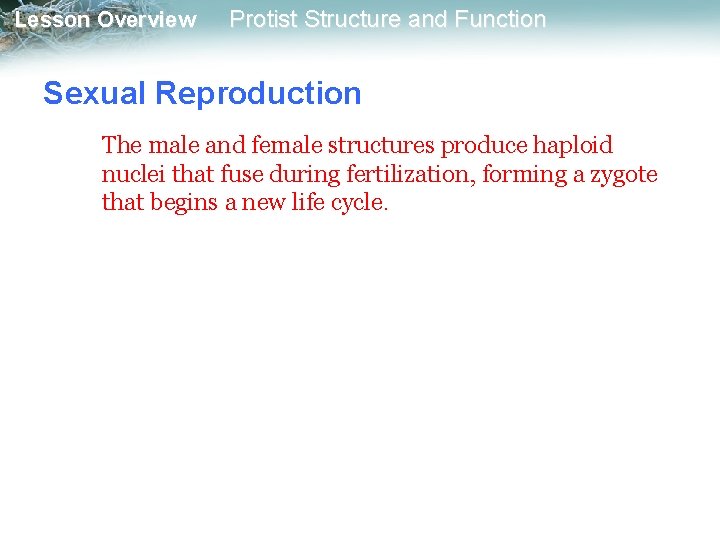 Lesson Overview Protist Structure and Function Sexual Reproduction The male and female structures produce