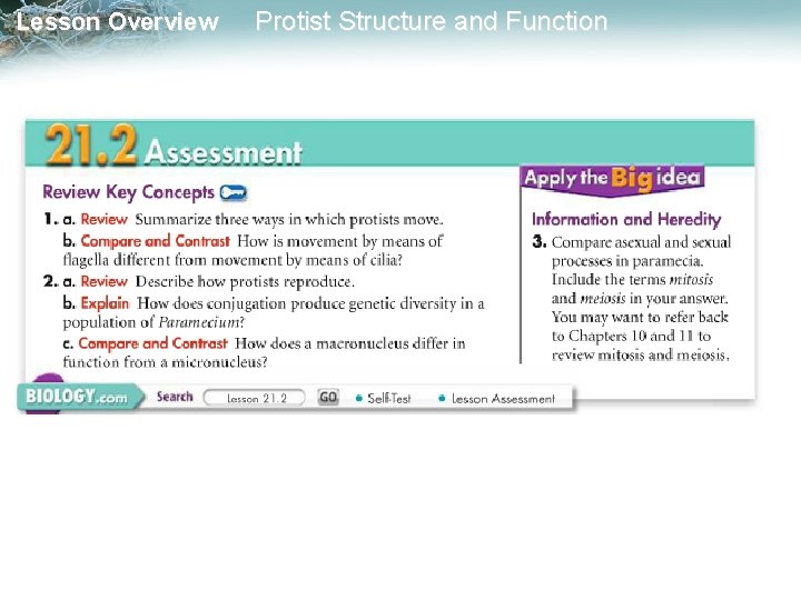 Lesson Overview Protist Structure and Function 