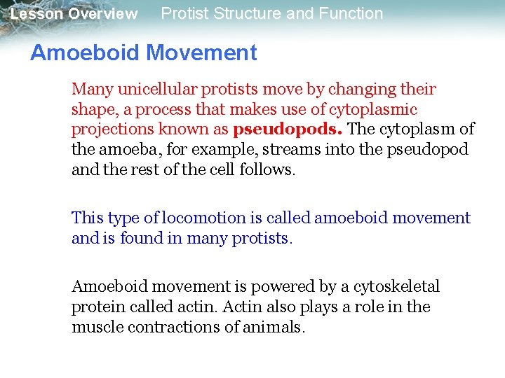 Lesson Overview Protist Structure and Function Amoeboid Movement Many unicellular protists move by changing