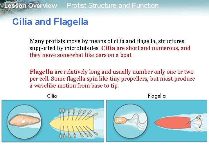 Lesson Overview Protist Structure and Function Cilia and Flagella Many protists move by means