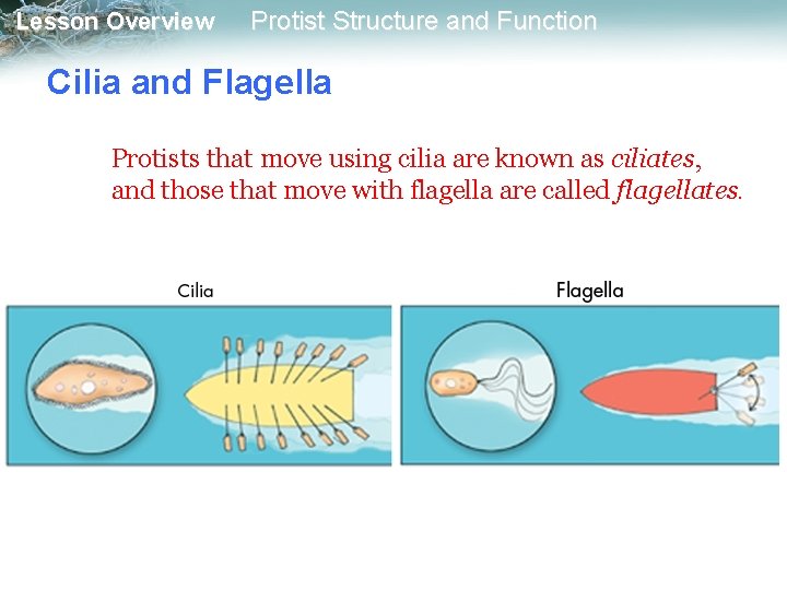 Lesson Overview Protist Structure and Function Cilia and Flagella Protists that move using cilia