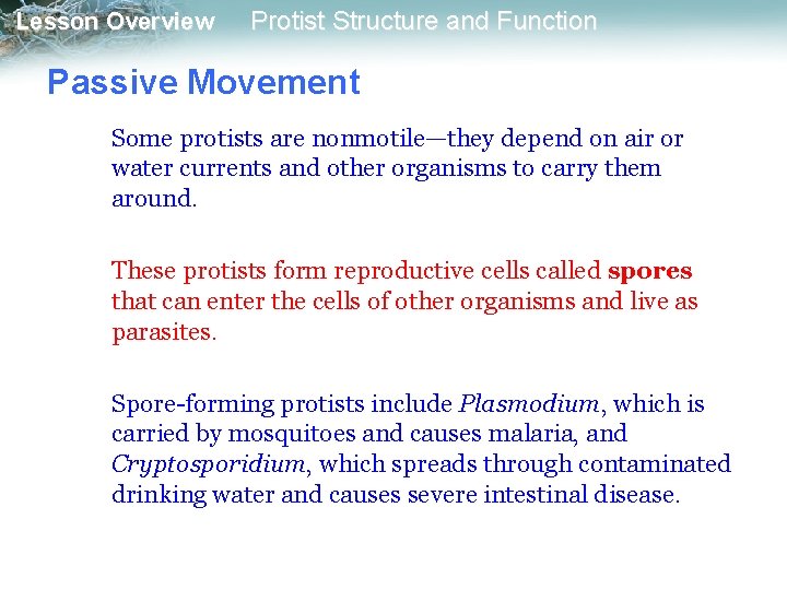 Lesson Overview Protist Structure and Function Passive Movement Some protists are nonmotile—they depend on