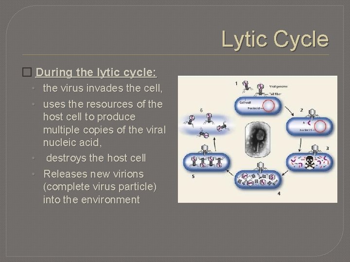 Lytic Cycle � During the lytic cycle: • the virus invades the cell, •