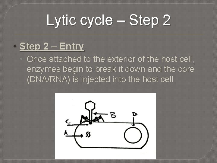 Lytic cycle – Step 2 • Step 2 – Entry • Once attached to