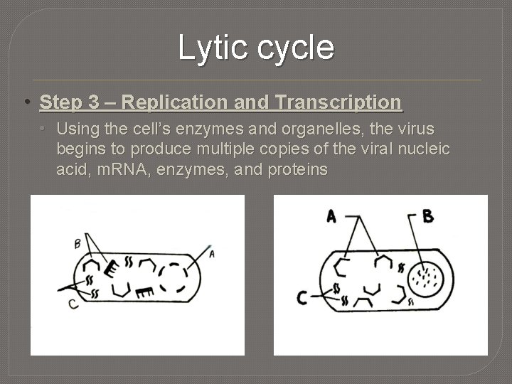Lytic cycle • Step 3 – Replication and Transcription • Using the cell’s enzymes