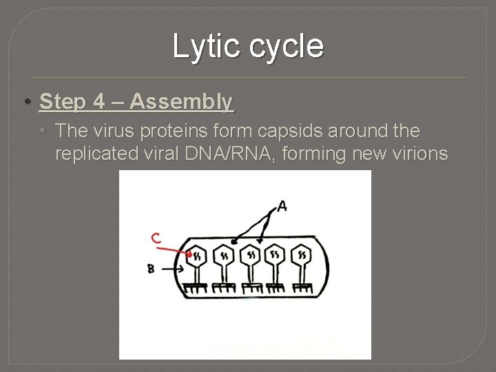 Lytic cycle • Step 4 – Assembly • The virus proteins form capsids around