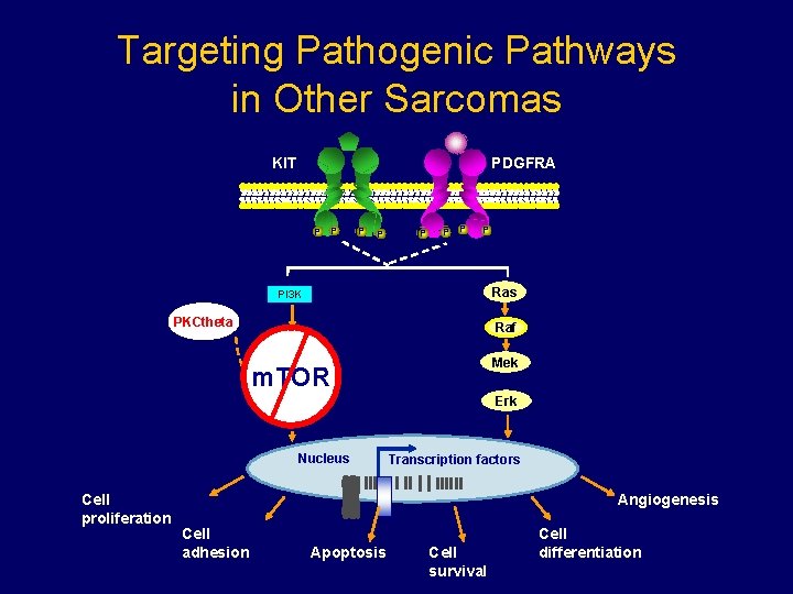 Targeting Pathogenic Pathways in Other Sarcomas KIT PDGFRA P P P P Ras PI