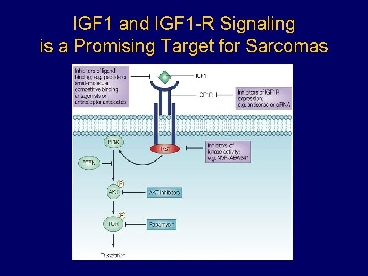 IGF 1 and IGF 1 -R Signaling is a Promising Target for Sarcomas Nat IGF 1 and IGF 1 -R Signaling is a Promising Target for Sarcomas Nat