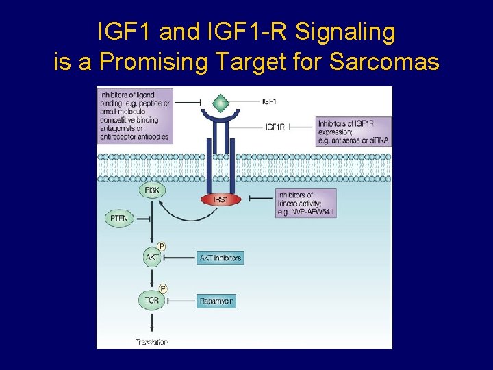 IGF 1 and IGF 1 -R Signaling is a Promising Target for Sarcomas Nat