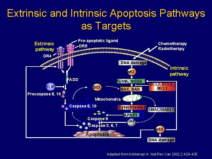 Extrinsic and Intrinsic Apoptosis Pathways as Targets Extrinsic pathway Pro-apoptotic ligand DR 5 Chemotherapy