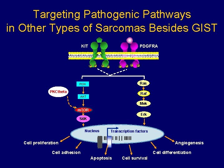 Targeting Pathogenic Pathways in Other Types of Sarcomas Besides GIST KIT PDGFRA P P