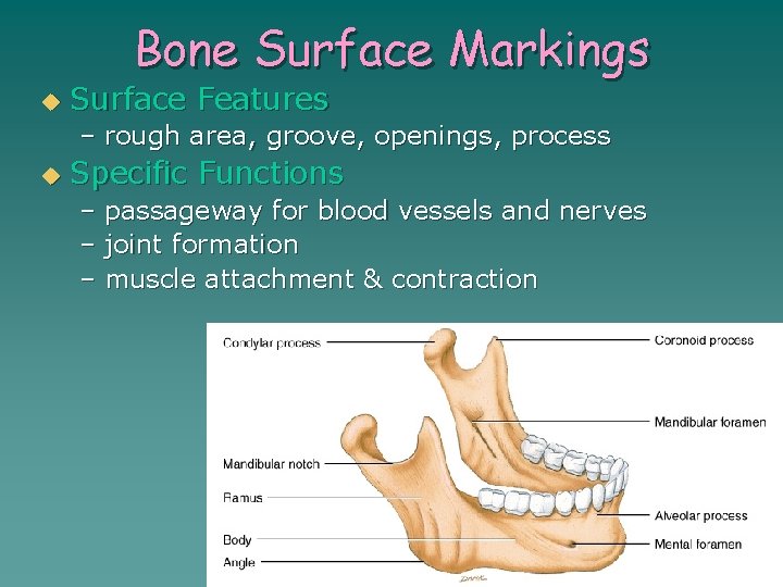 Specific Bone Features THE SKELETAL SYSTEM HEADINGS VOCABULARY IMPORTANT INFO http