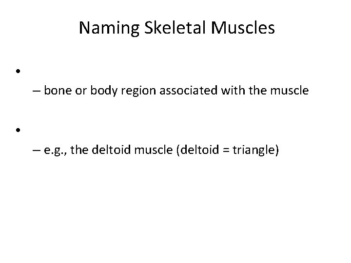 Naming Skeletal Muscles • – bone or body region associated with the muscle •