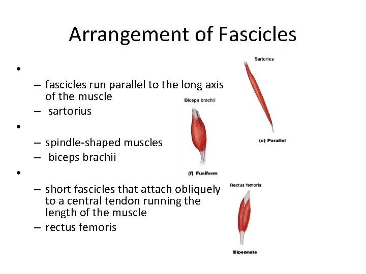 Arrangement of Fascicles • – fascicles run parallel to the long axis of the