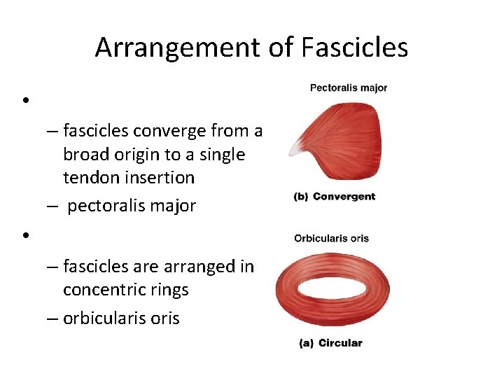 Arrangement of Fascicles • – fascicles converge from a broad origin to a single