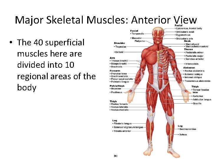 Major Skeletal Muscles: Anterior View • The 40 superficial muscles here are divided into