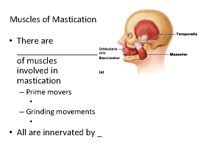 Muscles of Mastication • There are __________________ of muscles involved in mastication – Prime Muscles of Mastication • There are __________________ of muscles involved in mastication – Prime