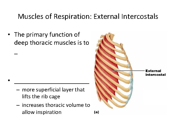 Muscles of Respiration: External Intercostals • The primary function of deep thoracic muscles is Muscles of Respiration: External Intercostals • The primary function of deep thoracic muscles is