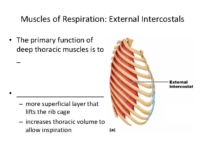 Muscles of Respiration: External Intercostals • The primary function of deep thoracic muscles is