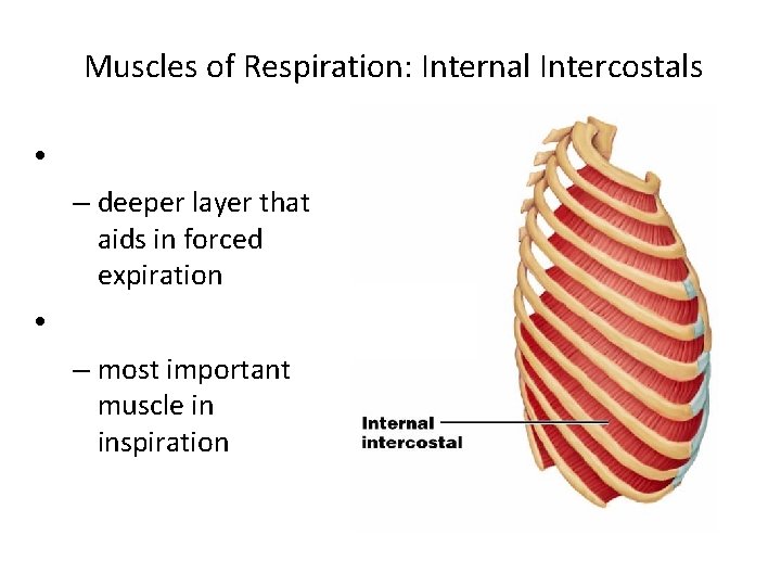 Muscles of Respiration: Internal Intercostals • – deeper layer that aids in forced expiration Muscles of Respiration: Internal Intercostals • – deeper layer that aids in forced expiration