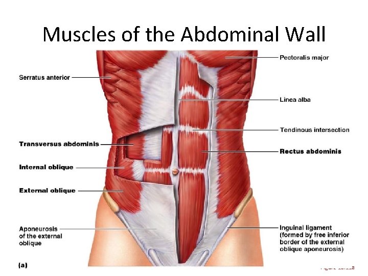 Muscles of the Abdominal Wall Figure 10. 11 a 