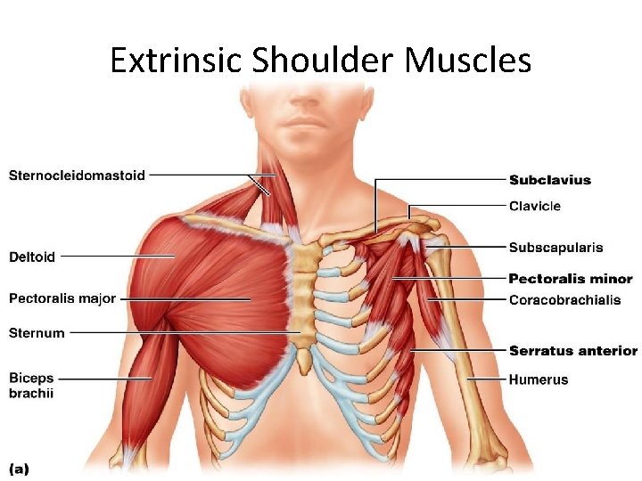Extrinsic Shoulder Muscles Figure 10. 13 a 