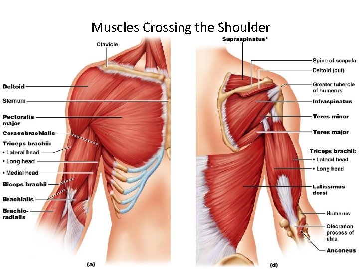 Muscles Crossing the Shoulder 