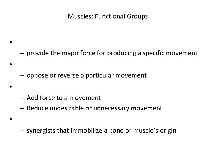 Muscles: Functional Groups • – provide the major force for producing a specific movement Muscles: Functional Groups • – provide the major force for producing a specific movement