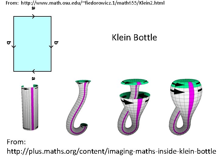 From: http: //www. math. osu. edu/~fiedorowicz. 1/math 655/Klein 2. html Klein Bottle From: http: